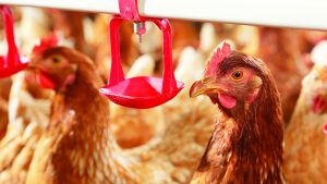 Chickens