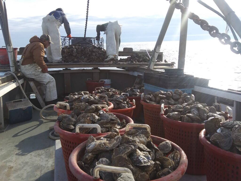 Two professors are working to lower the costs of oyster farming in Delaware’s waterways with a new pilot oyster hatchery. | PHOTO COURTESY OF ED HALE